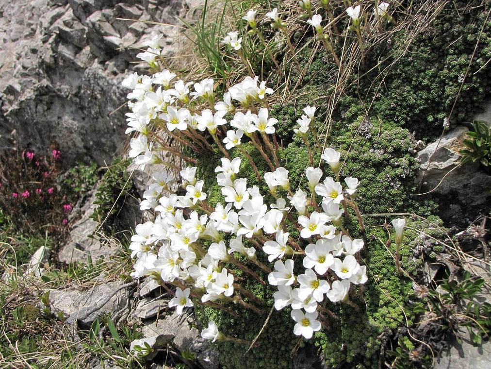 Saxifraga tombeanensis / Sassifraga del Monte Tombea